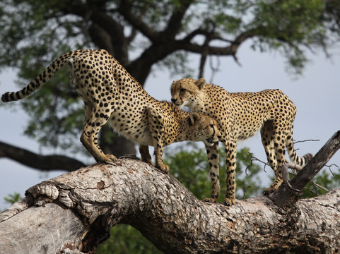 Hylton Langley Safaris-霍德斯普鲁特必去景点
