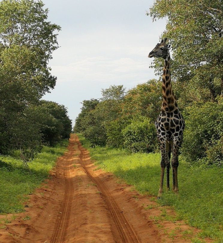 Real Africa Safaris Chobe景点图片