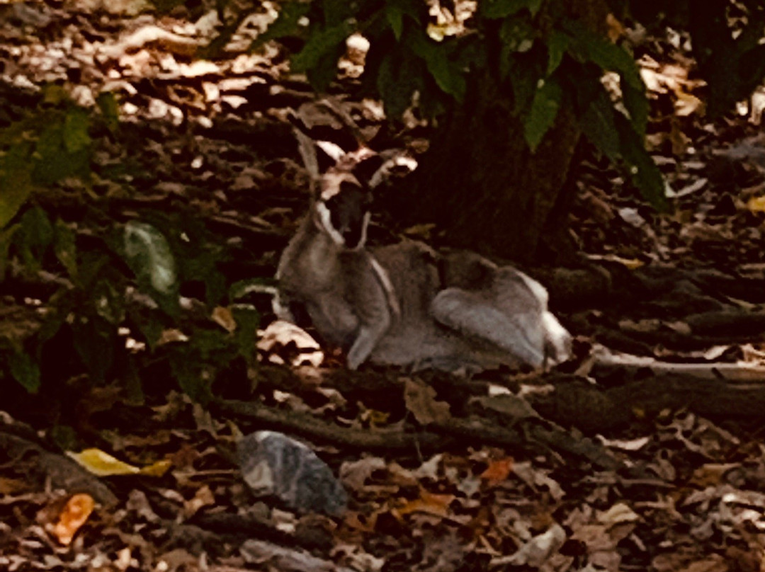 Walkabout Creek Discovery Centre-布里斯班必去景点