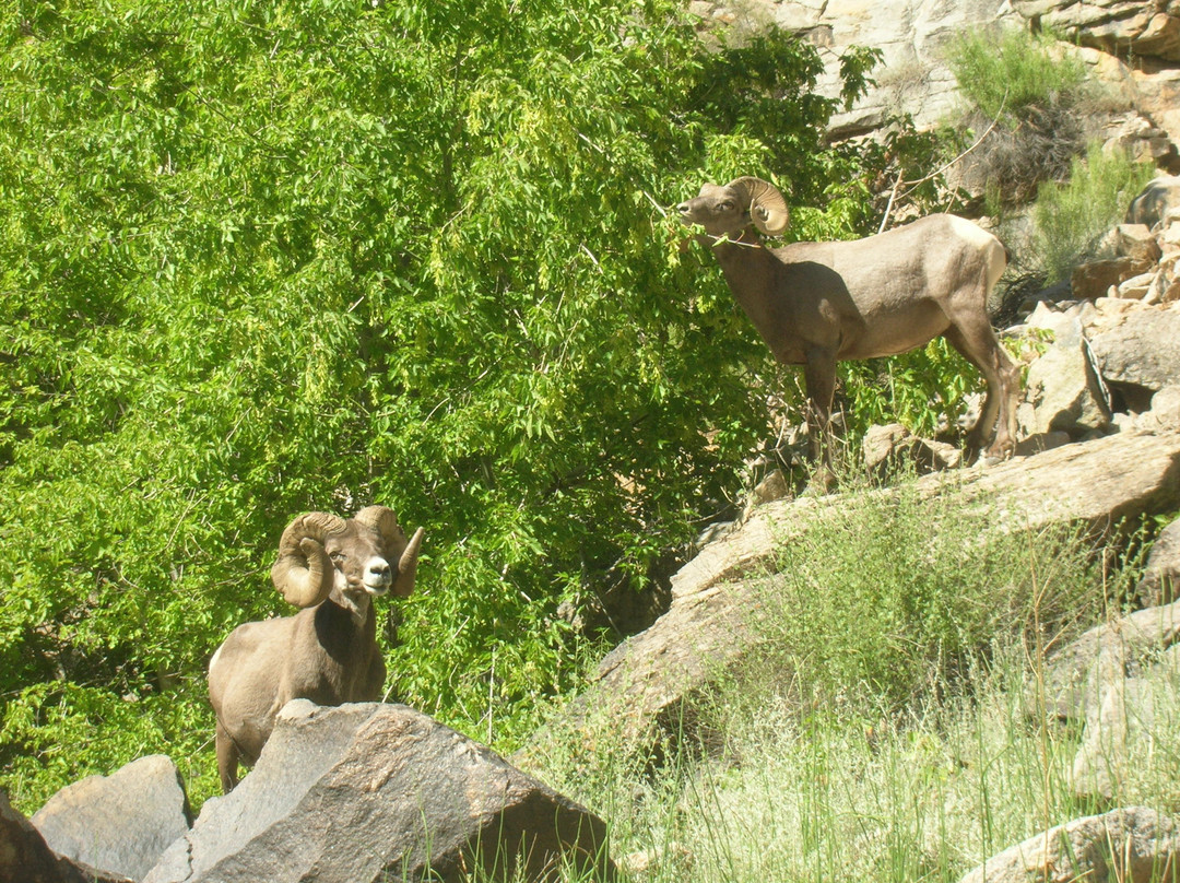 Gunnison River Expeditions景点图片