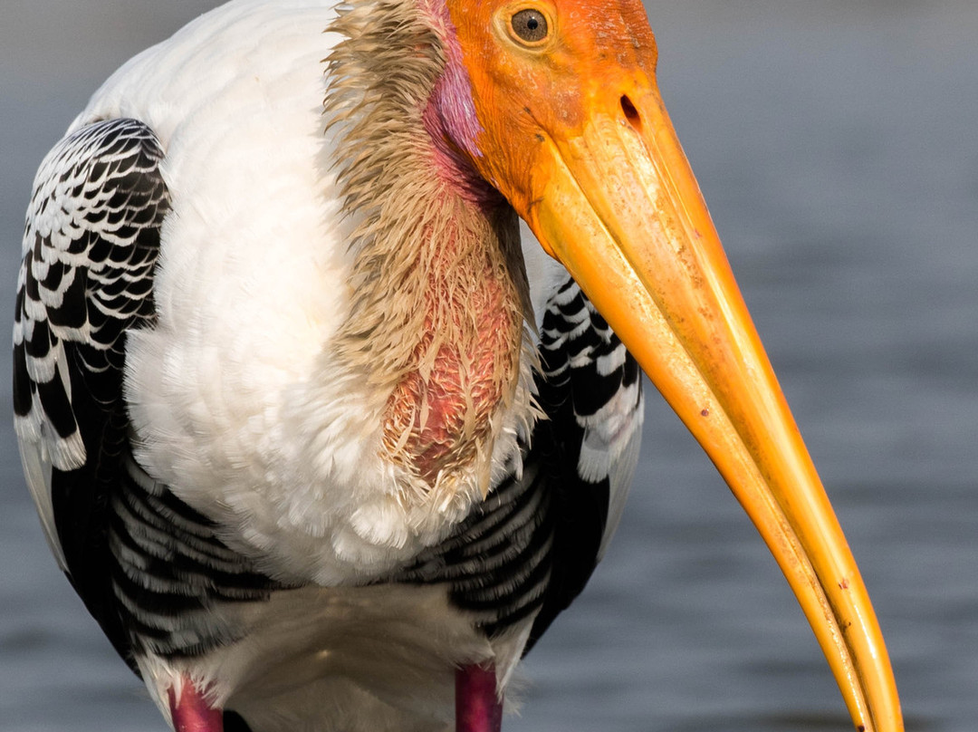 Bhigwan Bird Sanctuary景点图片