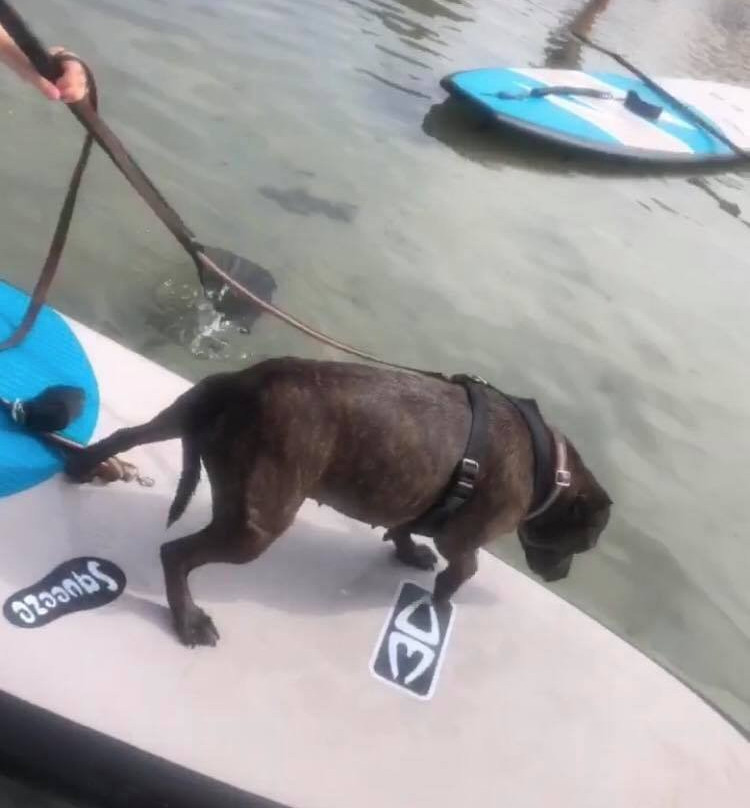 Burrill Lake Stand Up Paddle Shop-Burrill Lake必去景点