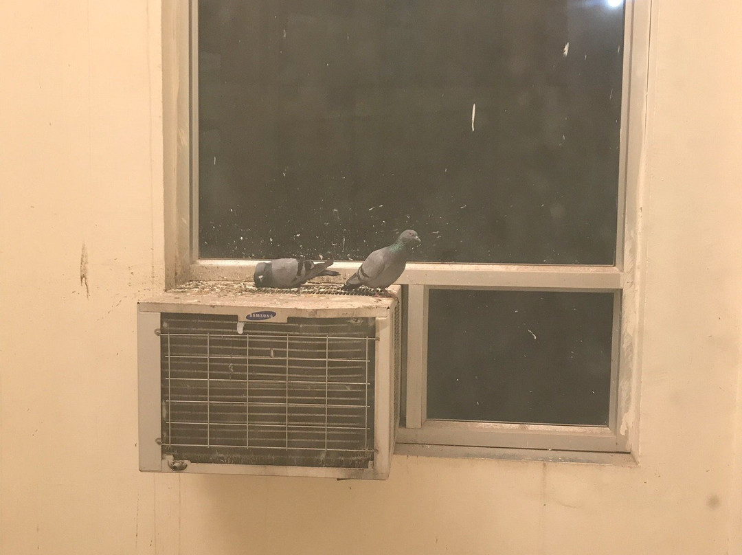 Hotel Ranthambhore Palace主图