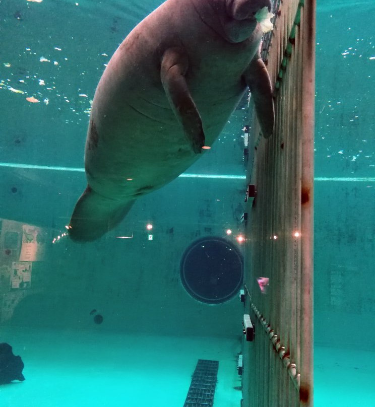 Manatee Center景点图片