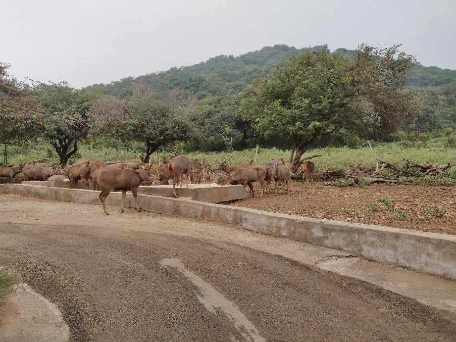 Arignar Anna Zoological Park景点图片