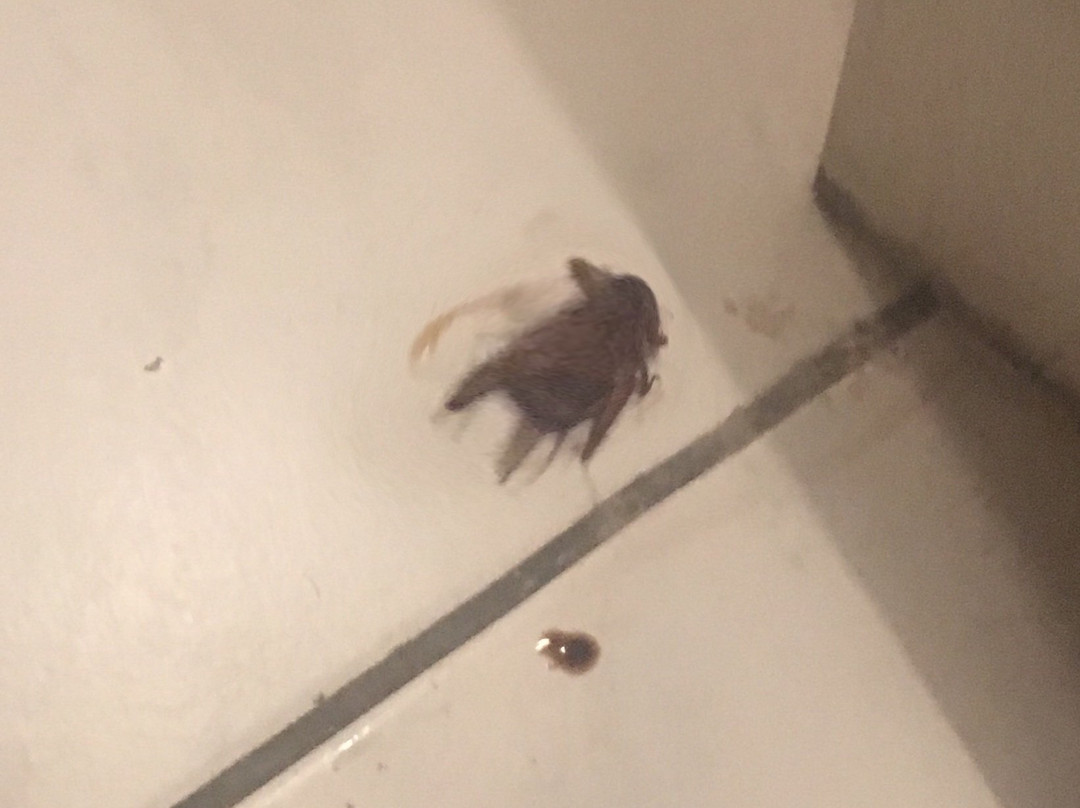 Hotel Villa Romantica主图