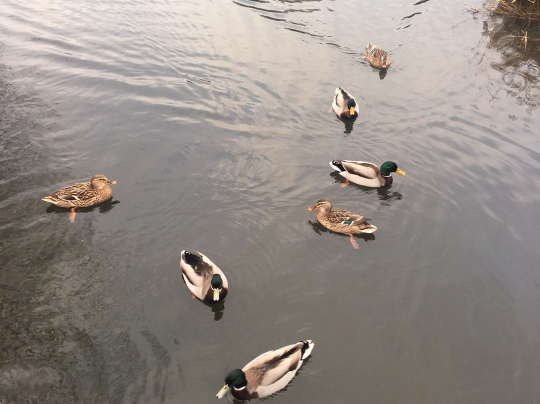 Antrim Lough Shore Park景点图片