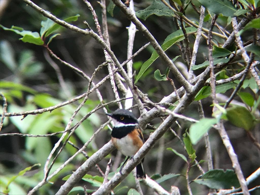 Explore Eden (Birding)-乔治必去景点