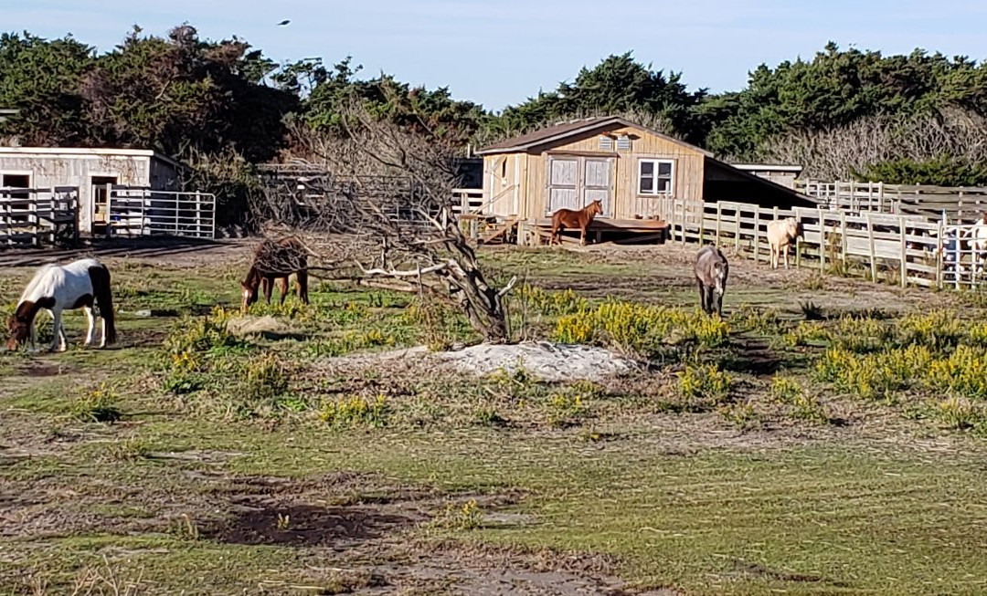 Ocracoke Pony Pens景点图片