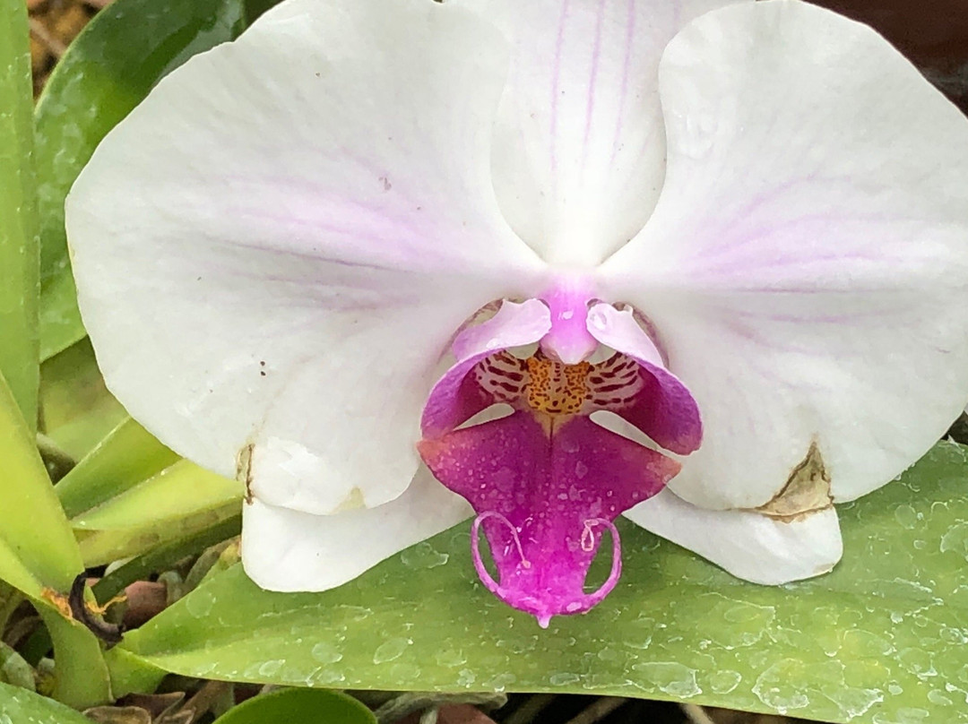Jenny's Orchid Garden-Howard Springs必去景点