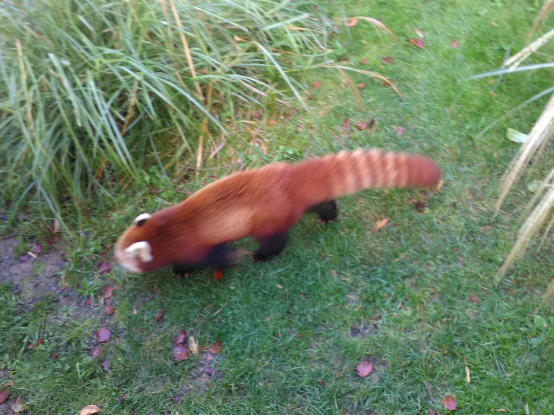 Parc de Clères景点图片