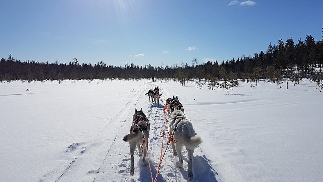 Sea Lapland Safaris