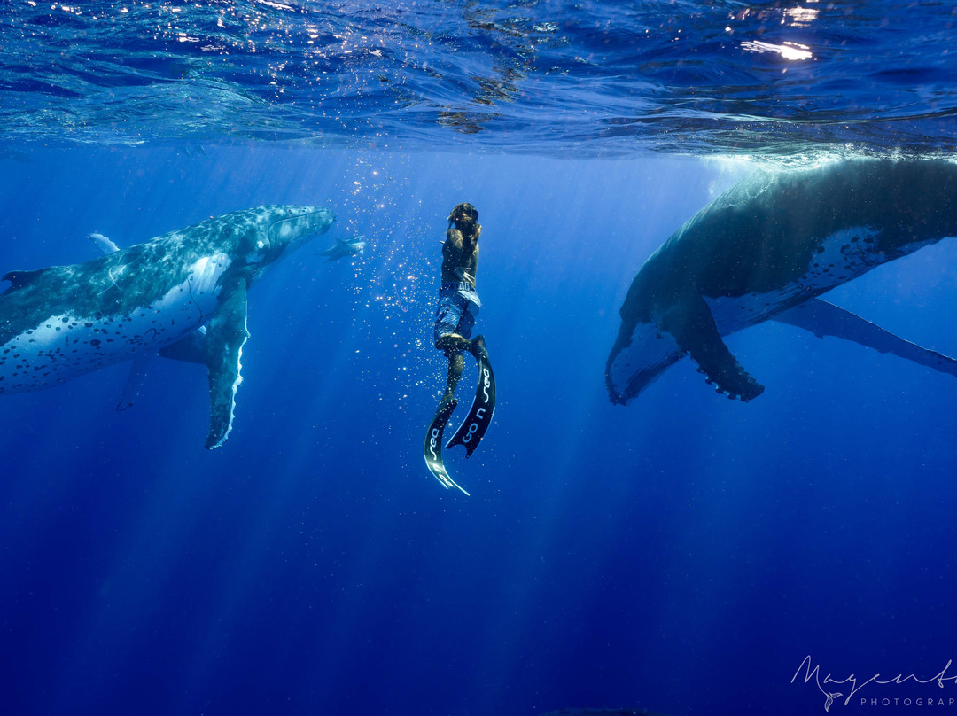 WhaleSwim Adventures-莫雷阿岛必去景点
