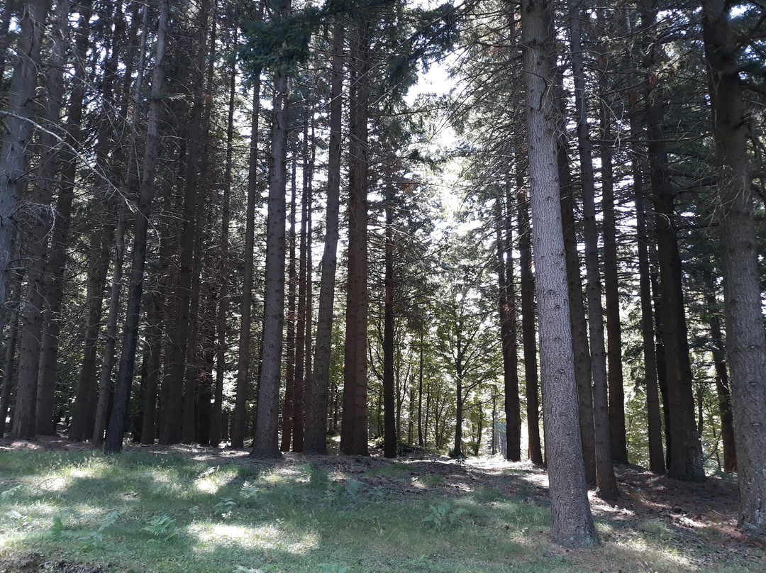 Cascina di Spedaletto景点图片