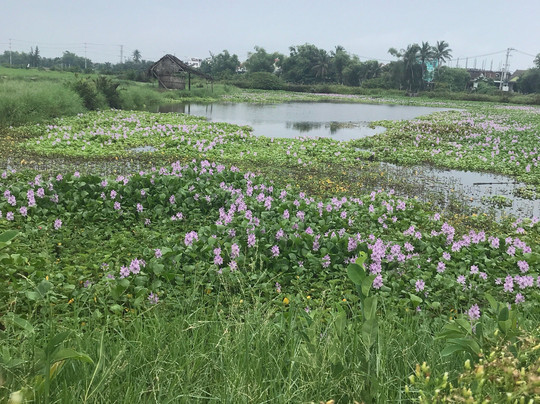 White Lotus Hotel Hoian主图