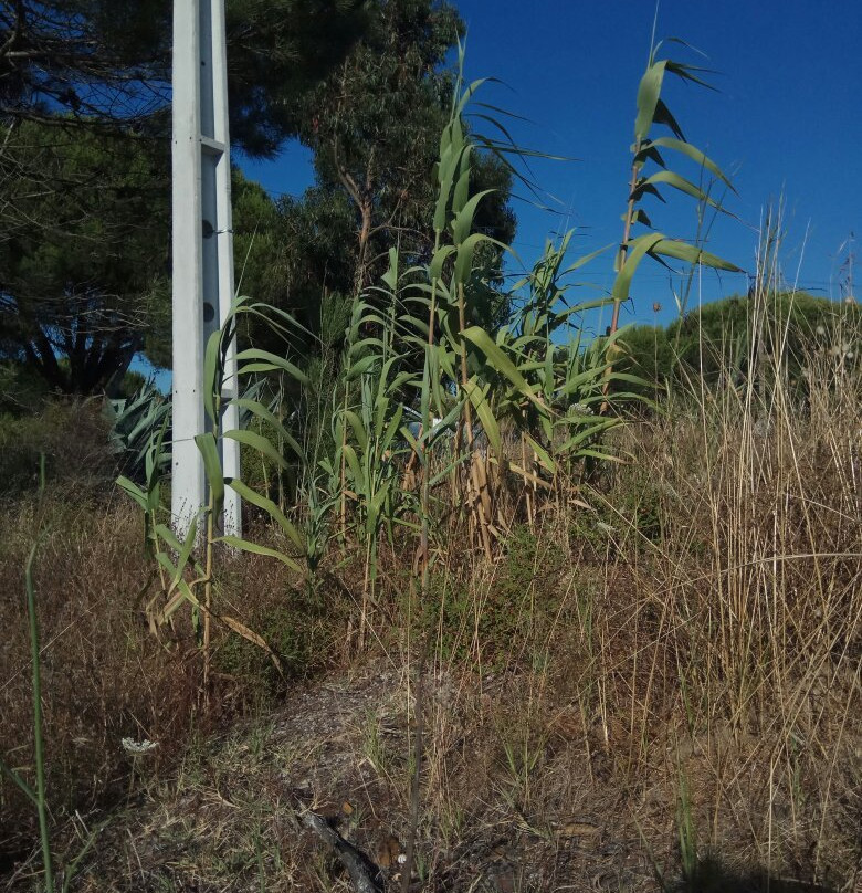 Praia da Aberta Nova景点图片