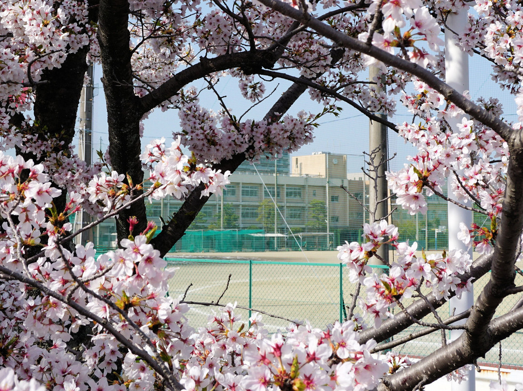 Jushigawa no Sakura Namiki景点图片