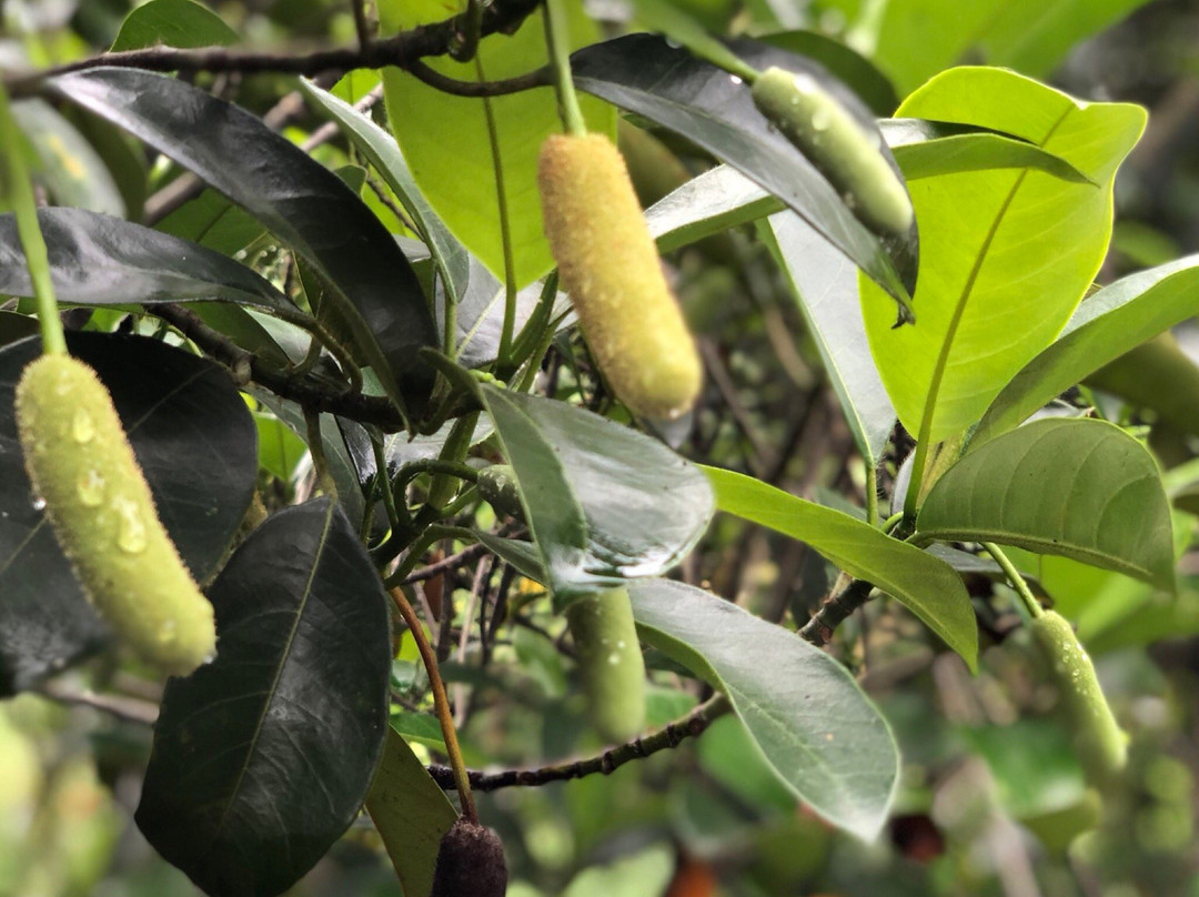 Napoh Eco Farm-Jitra必去景点