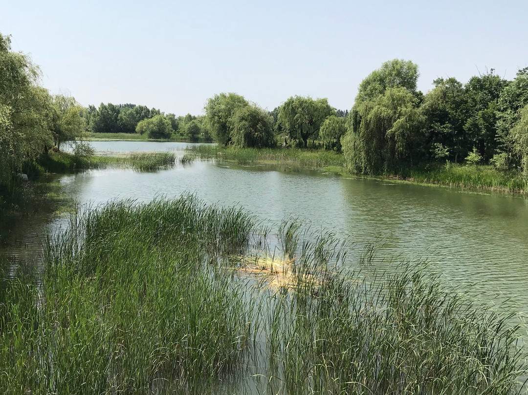 白浪绿洲湿地公园-潍坊市必去景点