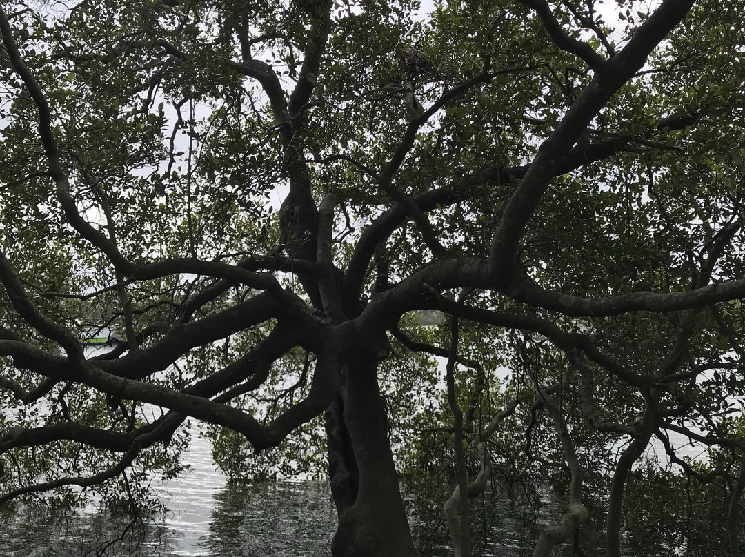 Koala Reserve Mangrove Boardwalk-柠檬树路必去景点