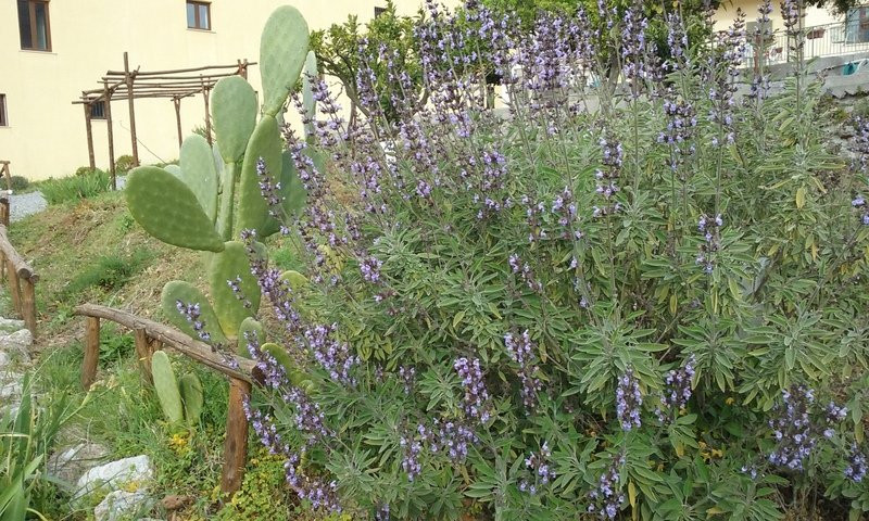 Il Giardino Di Julia B&B主图