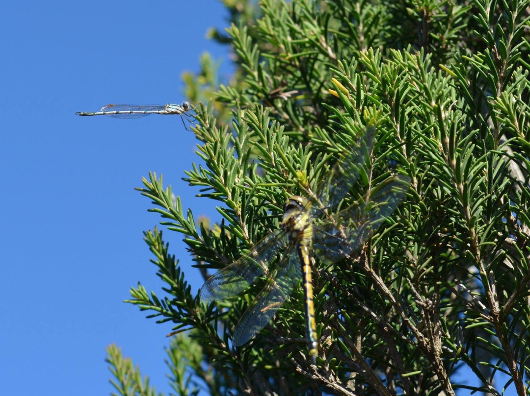 Scenic Estate Conservation Reserve-菲利普岛必去景点