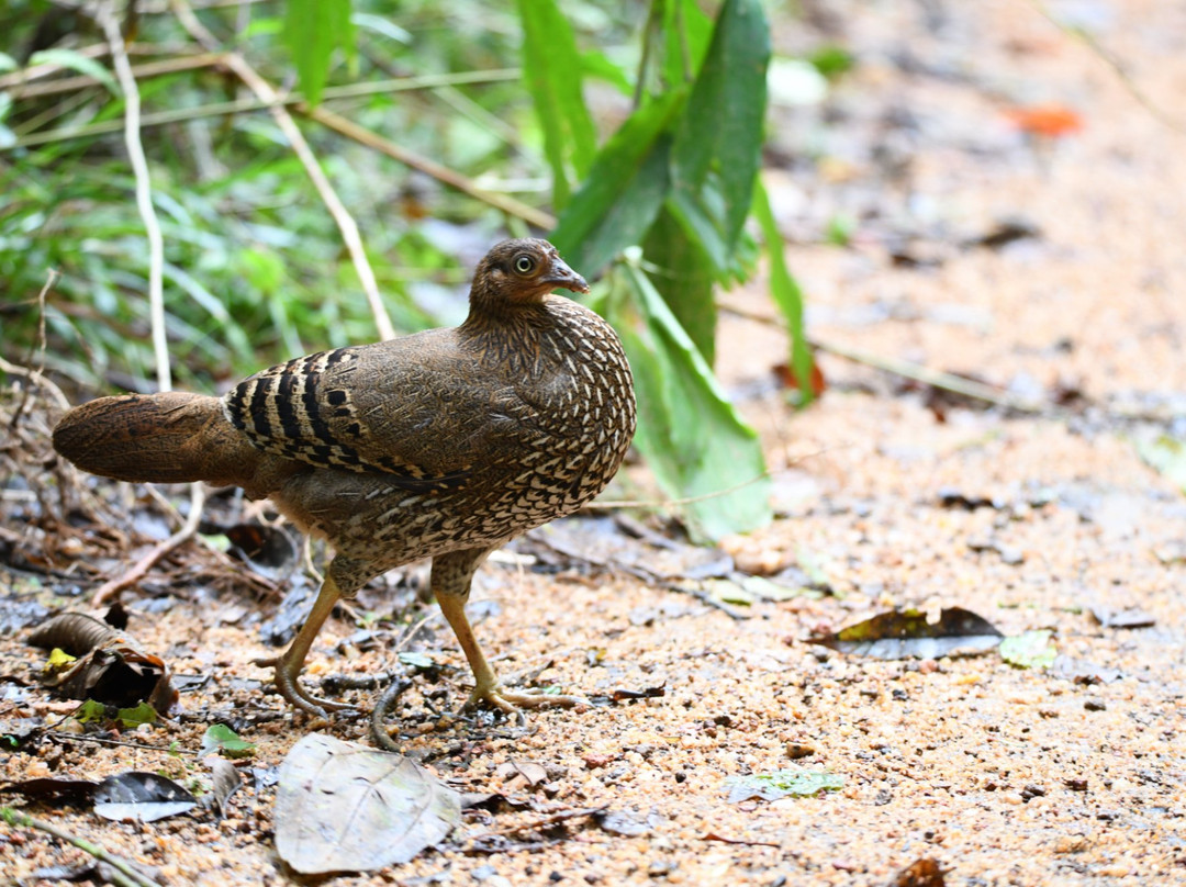Birds Paradise Hotel主图