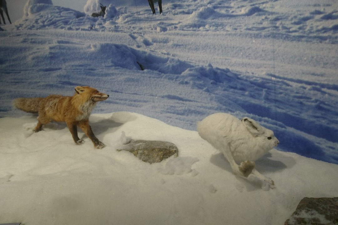 Pyha-Luosto Visitor and Culture Centre Naava-Pyhatunturi必去景点