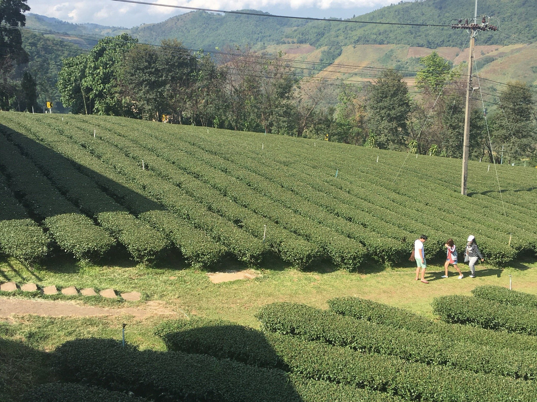 夜发銮旅游景点-101 Tea Plantation