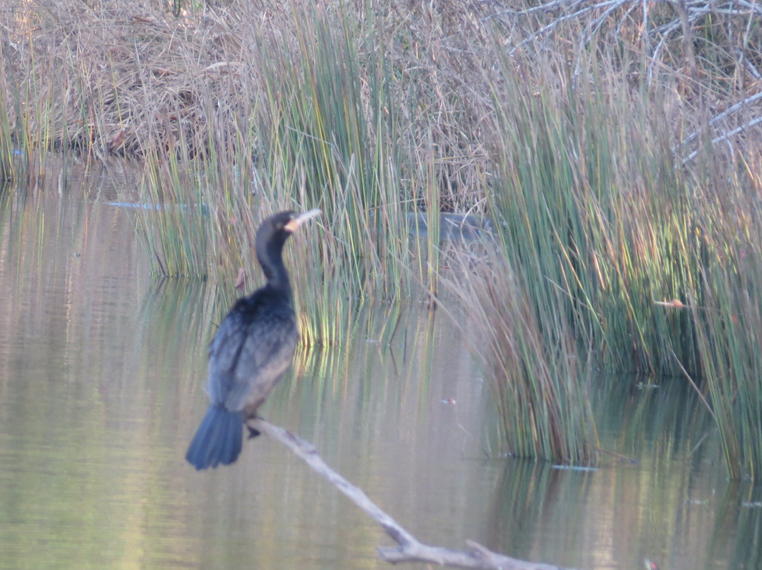 Kickerillo-Mischer Preserve-休斯顿必去景点