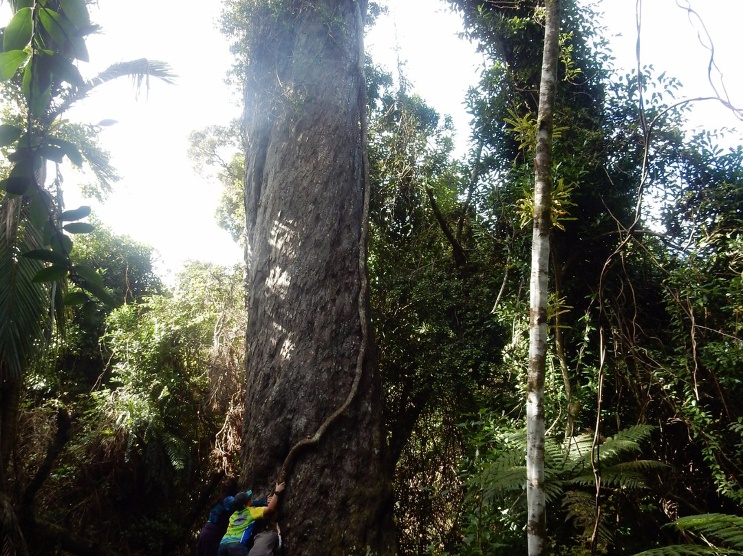 Big Rimu Tree景点图片