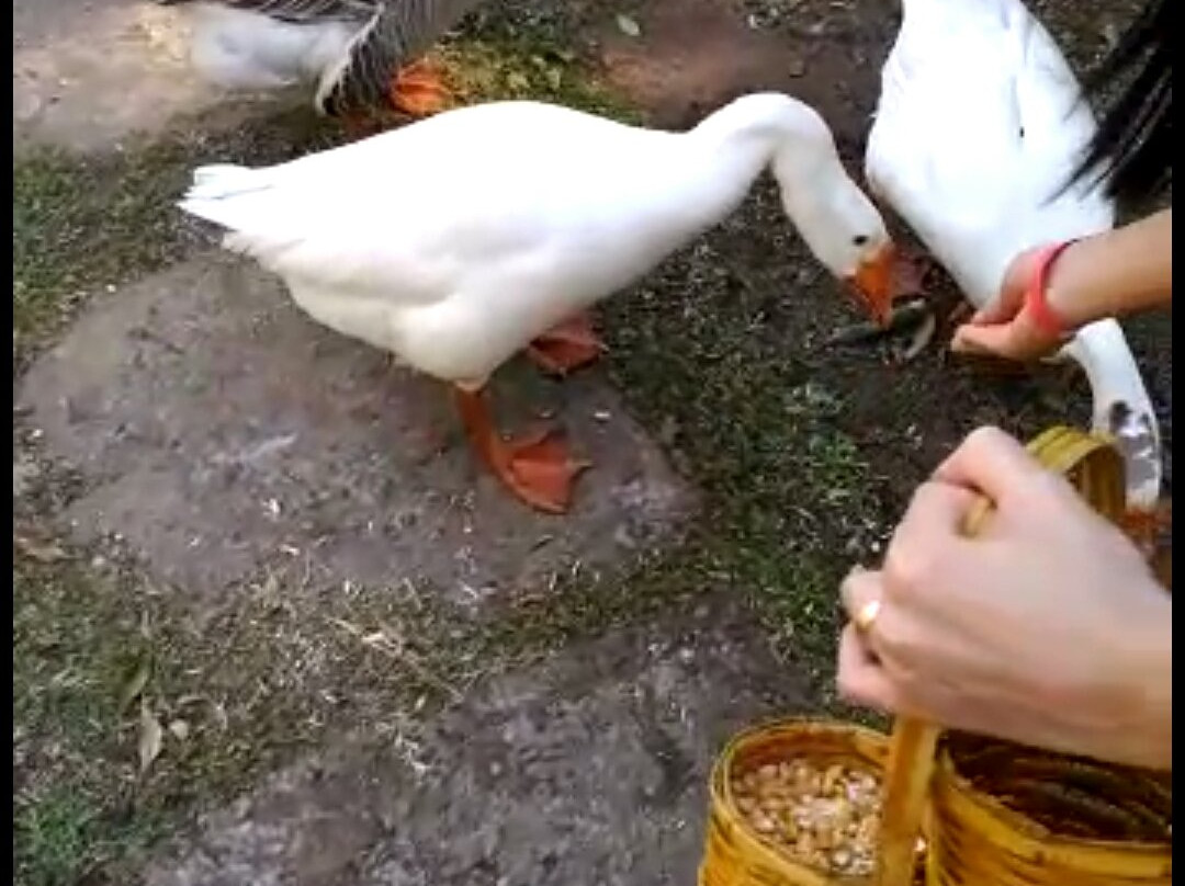 Fazendinha Toriba景点图片