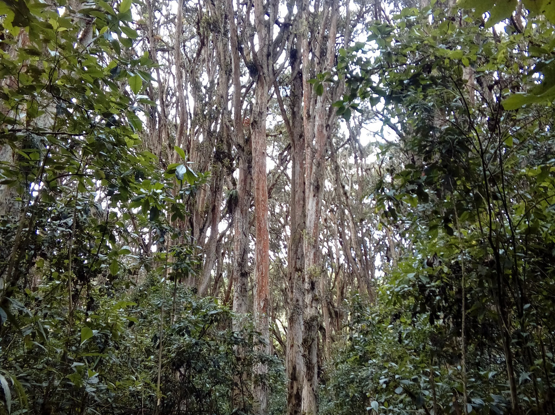 Bosque de los Arrayanes景点图片