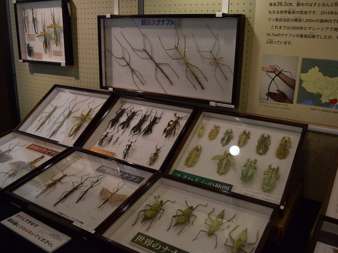 Omogo Mountain Museum-久万高原町必去景点