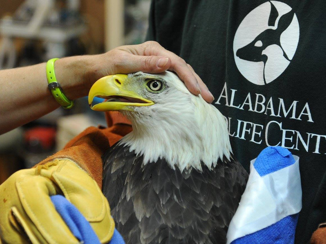 Alabama Wildlife Center景点图片