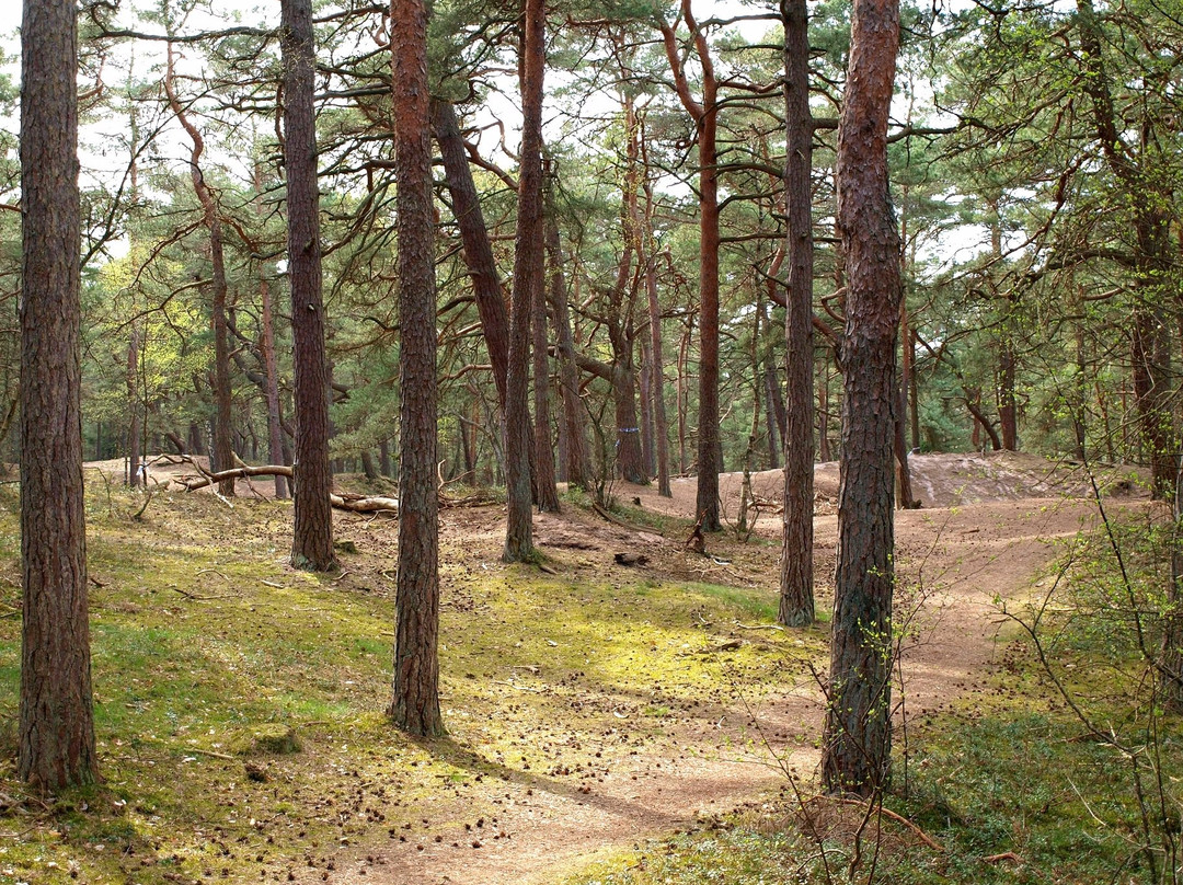 Ängelholm旅游景点-Kronoskogen