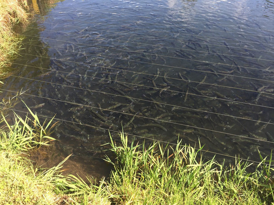 Parque Isabel Riquelme-Lautaro必去景点