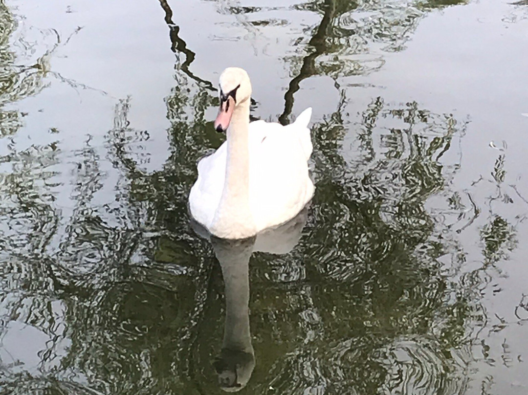 swansfarm