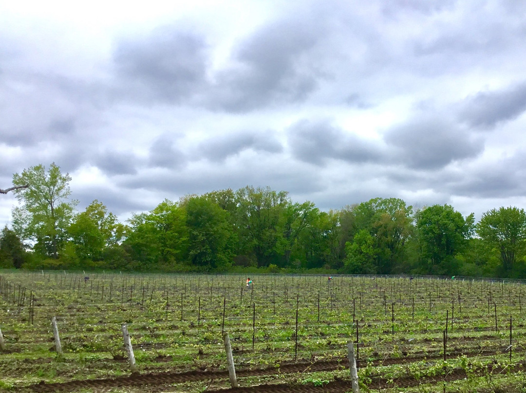 By Chadsey's Cairns Winery and Vineyard景点图片