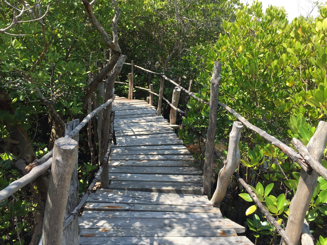 Gazi Mangrove Boardwalk景点图片