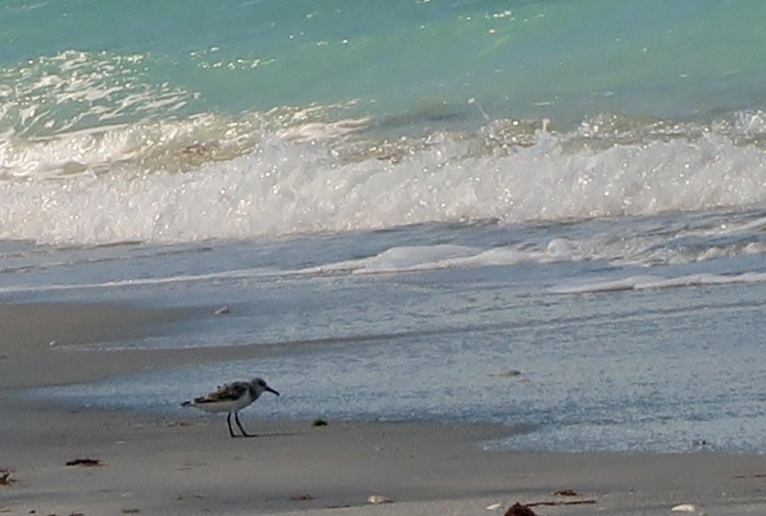 Don Pedro Island State Park-Cape Haze必去景点