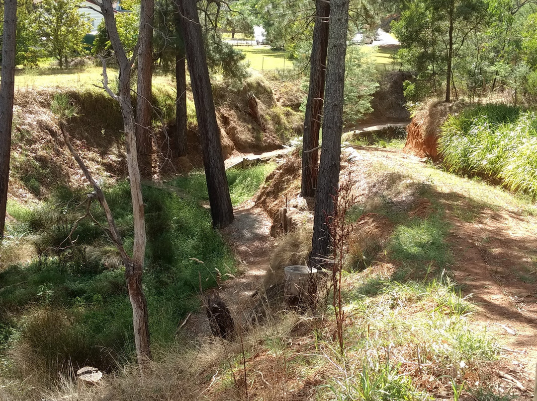 Sir Isaac Isaacs Palm Tree-Yackandandah必去景点