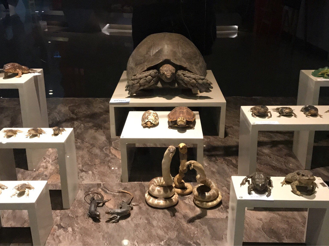 Natural History Museum景点图片