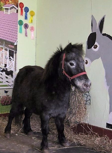 Pams Pony Parties-Meols必去景点