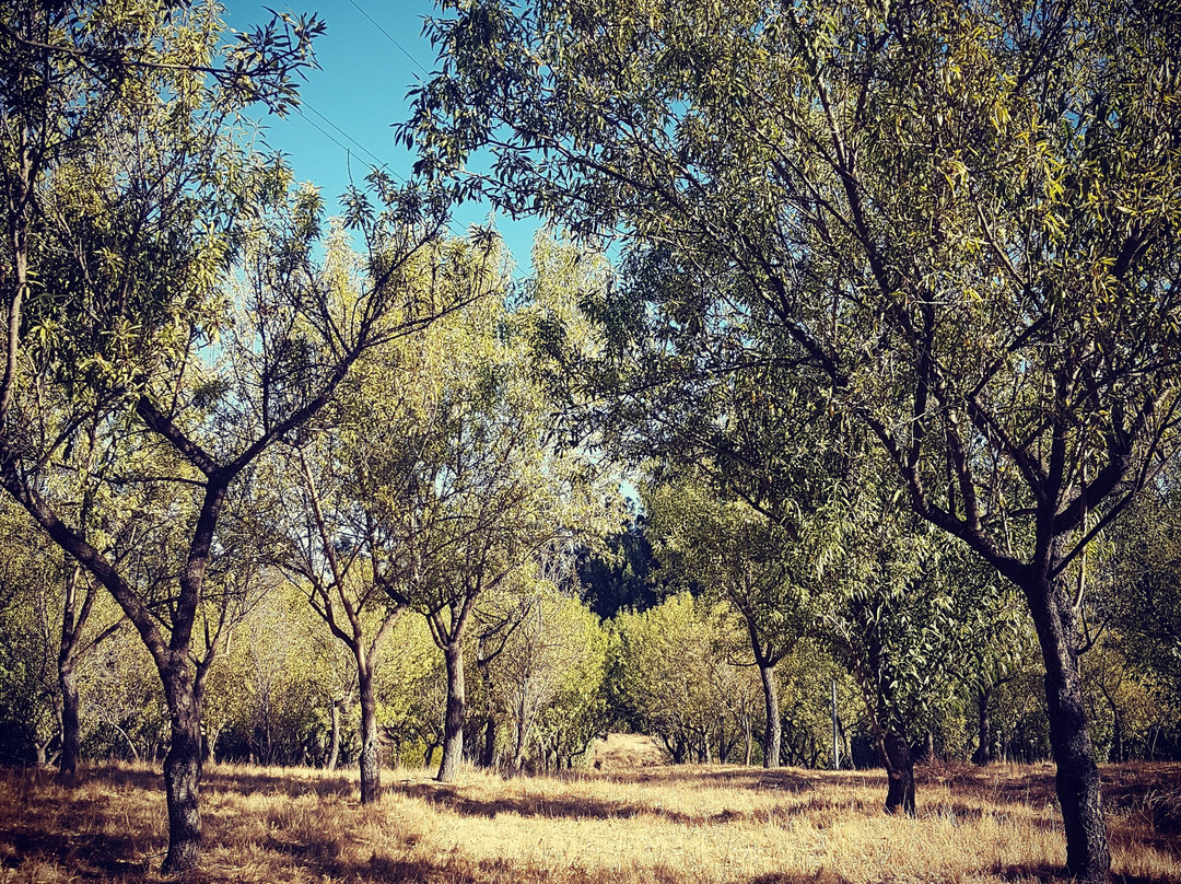 Agroturismo Bosque Los Perales景点图片