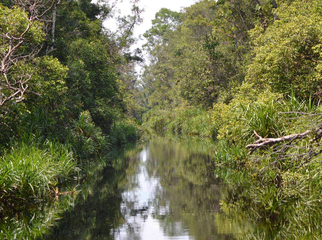 Orangutan & Dayak Tour PT Beeholiday Mitra Wisata-Pangkalan Bun必去景点