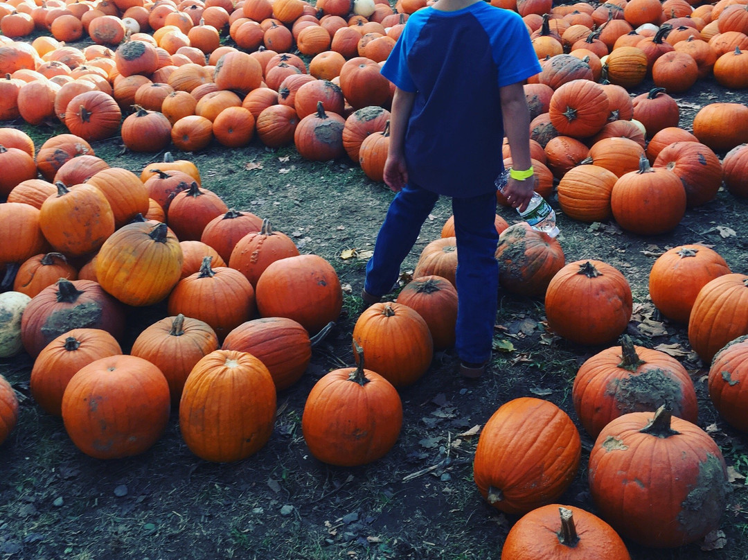 Iron Kettle Farm-Candor必去景点
