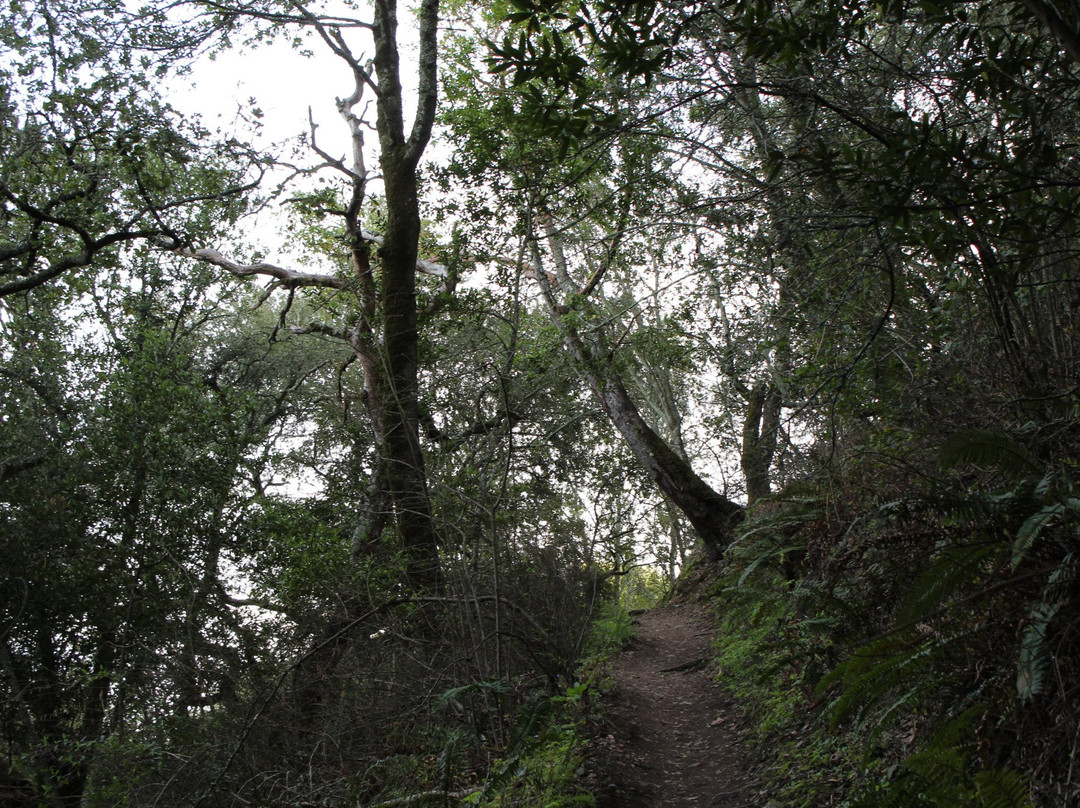 Huckleberry Botanic Regional Preserve-奥克兰必去景点