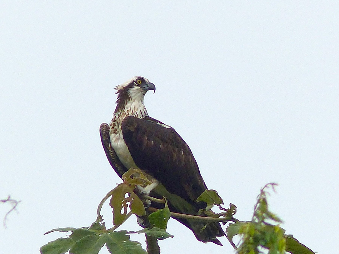 Ivan's Bed & Breakfast Birding Lodge主图