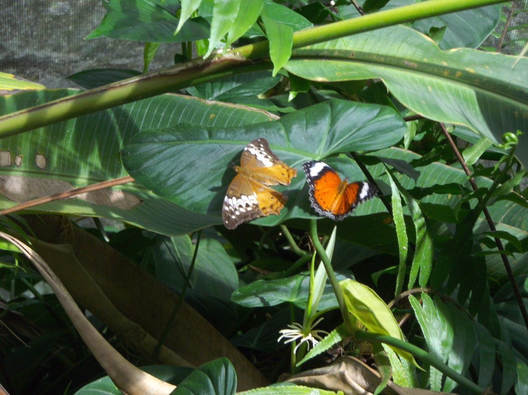 Butterfly Shop Kuranda景点图片